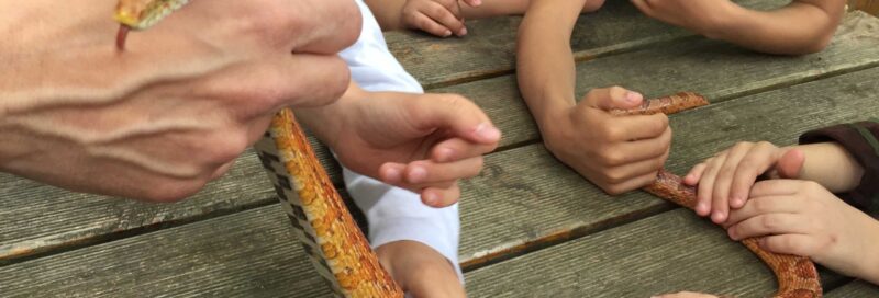 Els alumnes de PIV coneixem els rèptils de ben a prop